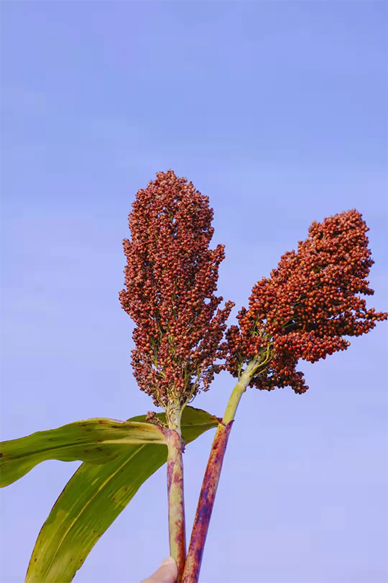 һƳơΣƷζ족𡱡šľ